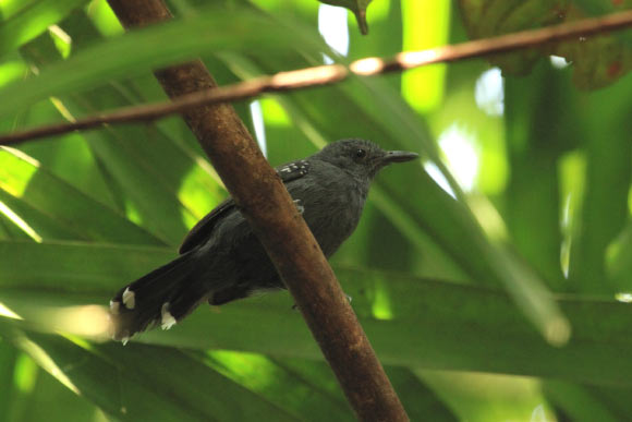 Cercomacra mura. Image credit: Tomaz Melo.