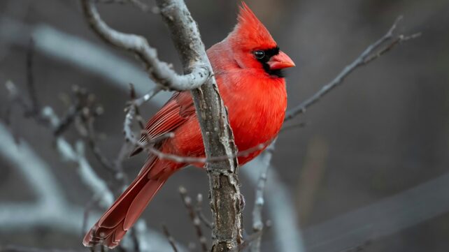 A vividly colored red bird, a Northern Cardinal, perched on a branch