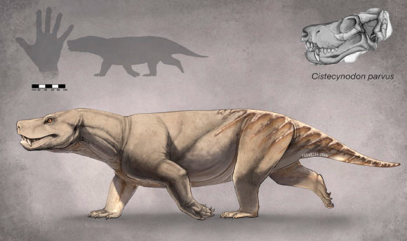 Life reconstruction of Cistecynodon parvus. Image credit: Morgan Hopf.