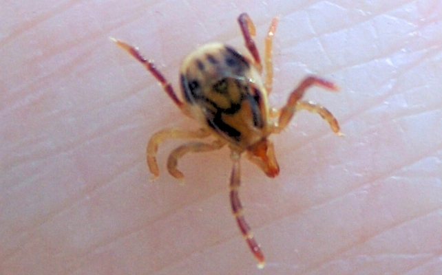 paralysis tick