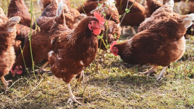 a group of chickens outdoors