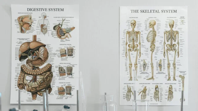 Anatomy posters on a wall in a classroom