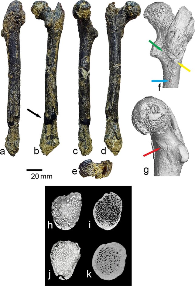 The Oldest Known Humans May Have Arisen in The Balkans, Not Africa, Fossils Suggest