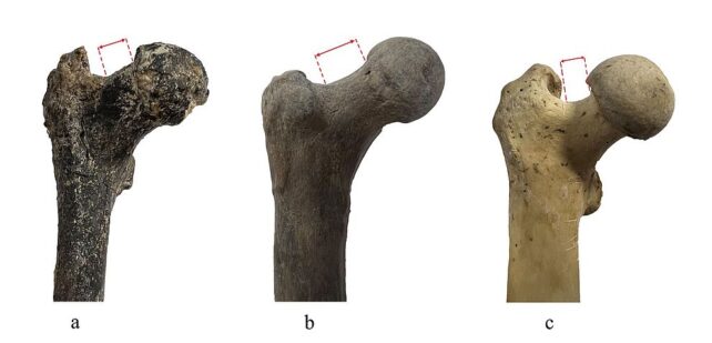 The Oldest Known Humans May Have Arisen in The Balkans, Not Africa, Fossils Suggest