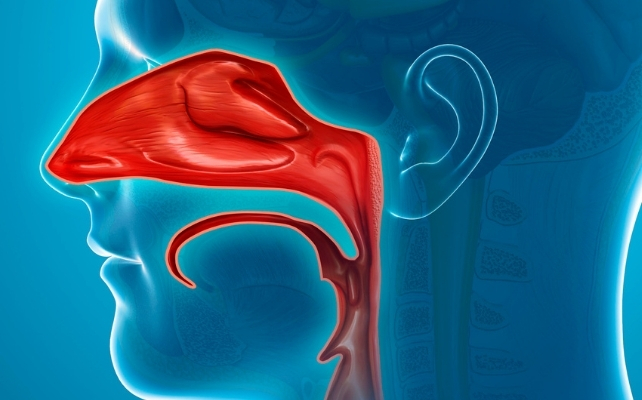 nasal cavity illustration