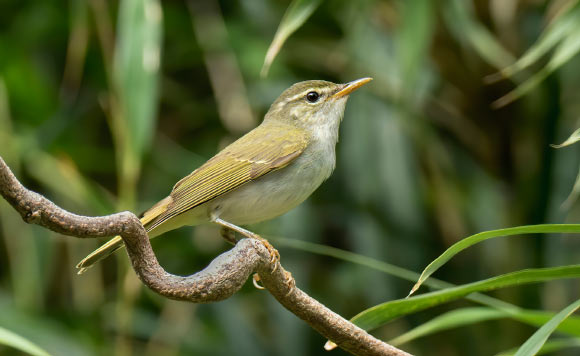 The Tokara leaf warbler (Phylloscopus tokaraensis) on Nakanoshima, the Tokara Islands, in June 2017. Image credit: Per Alström / Uppsala University.