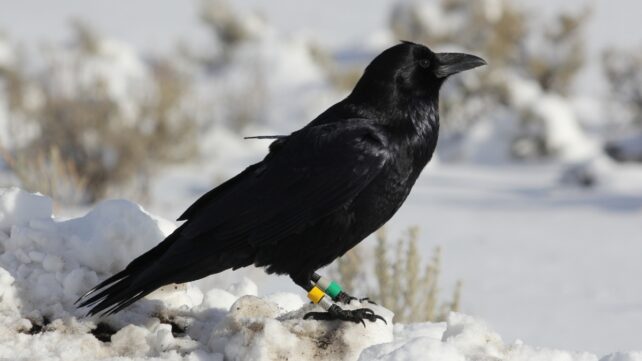 A raven fitted with a GPS backpack, perched on snow