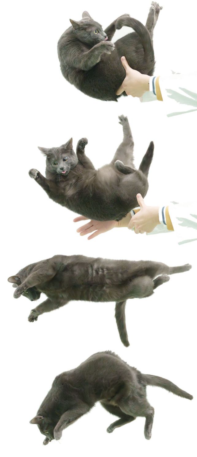 A sequence of four images of a falling cat.