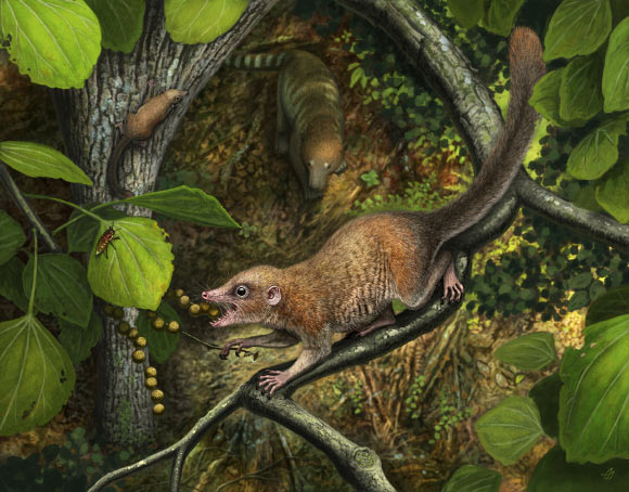 Shortly after the end-Cretaceous mass extinction, the earliest known primates, such as Purgatorius mckeeveri shown in the foreground, quickly set themselves apart from their competition -- like the archaic ungulate mammal on the forest floor -- by specializing in an omnivorous diet including fruit found up in the trees. Image credit: Andrey Atuchin.