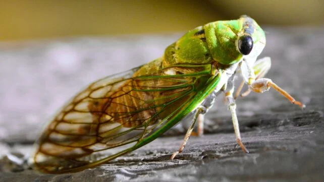 Detailed side-view illustration of a green cicada.