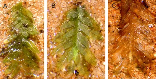 A Piece of Moss Helped Investigators Prosecute a Grave-Robbing Ring