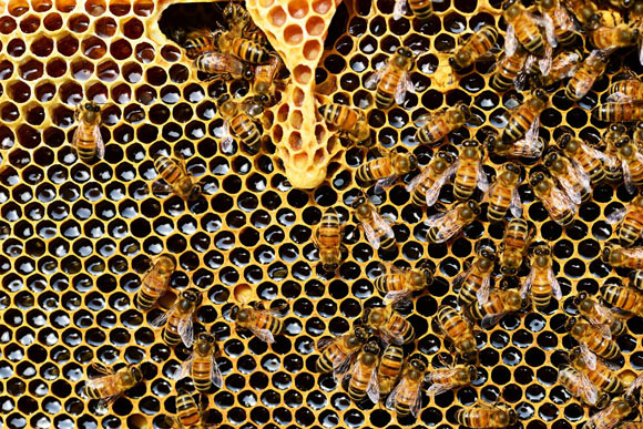 Understanding the mechanisms underlying animal cognition requires experimental designs and analyses that respect the biological and perceptual constraints of the species being studied. Zanon et al. addressed an ongoing debate regarding the role of visual spatial frequency in numerical cognition studies, using honeybees (Apis mellifera) as a model system. Image credit: PollyDot.