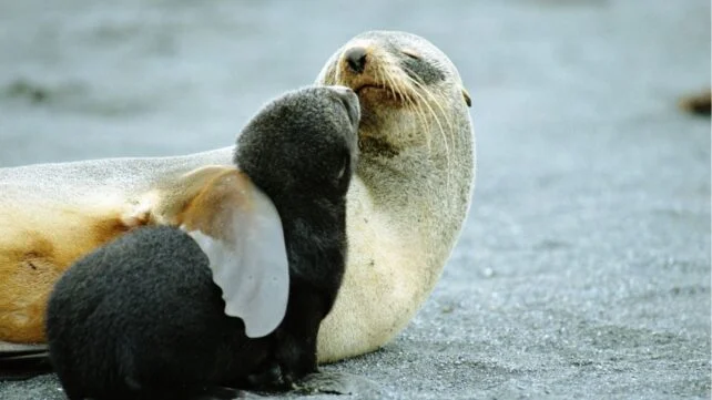 Light coloured Antarctic fur seal with one flipper over pup, which is small and has dark fur. 