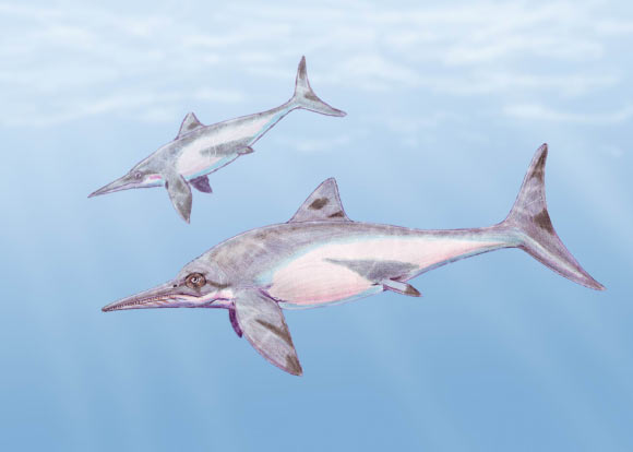 Ophthalmosaurid ichthyosaurs. Image credit: Dmitry Bogdanov / CC BY 3.0.