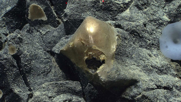 This ‘golden orb’ was found at a depth of about 3,300 m in the Gulf of Alaska. Image credit: NOAA Ocean Exploration, Seascape Alaska.
