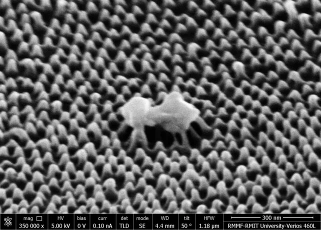 Microscopic view of minute grey protrusions, with a viral particle situated atop them, undergoing physical disintegration.