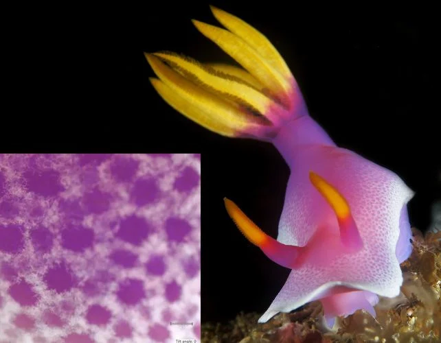 The Prettiest Sea Slugs Use Crystals in Their Skin as Pixels of Color