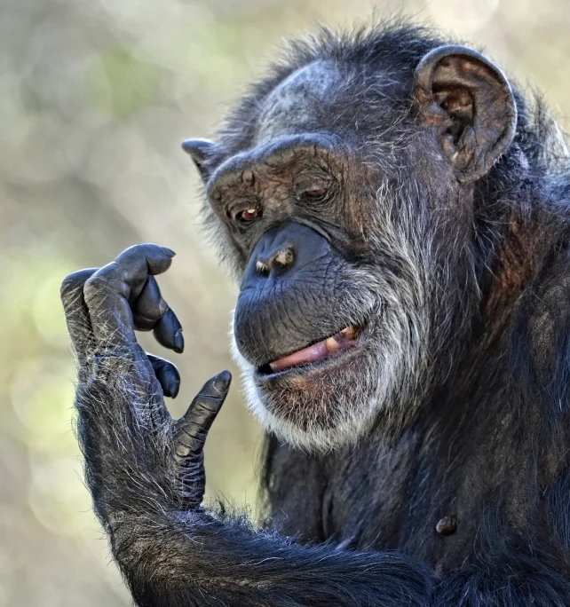 Chimpanzee closely inspecting one hand, showing the dexterity and fine motor control of primate hands.