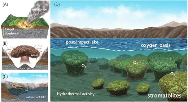 A diagram illustrating how the impact may have created the conditions for stromatolite growth.