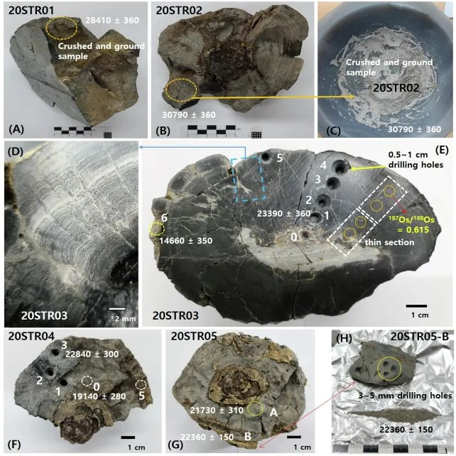 Some of the stromatolites under preparation for radiocarbon dating.