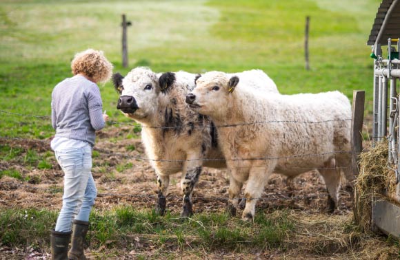 Amichaud et al. found that cows not only recognize human faces, but can connect them with familiar voices. Image credit: NeiFo.