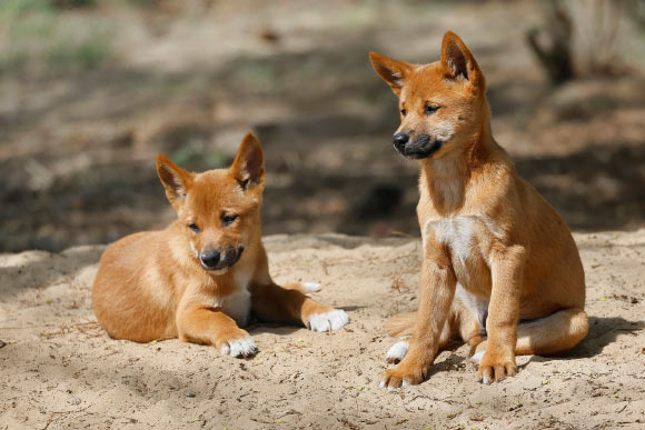 Australian dingoes. Image credit: Sharkolot.