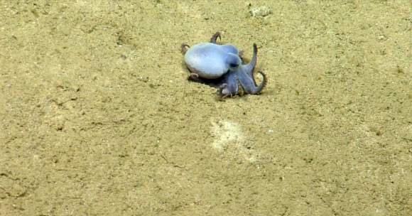 Microeledone galapagensis. Image credit: Voight et al., doi: 10.11646/zootaxa.5814.4.5.