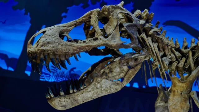 A detailed image of a Tyrannosaurus Rex skull fossil on display.