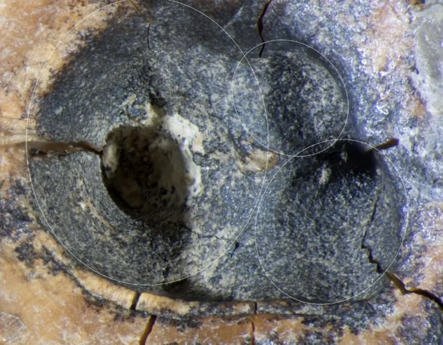 Neanderthals Were Already Drilling Tooth Cavities 60,000 Years Ago