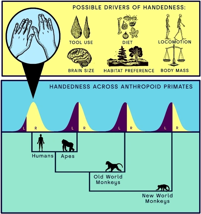 Diagram showing possible evolutionary drivers of handedness, including tool use, diet, locomotion, brain size, habitat preference, and body mass, with a comparison of left- and right-handedness across humans, apes, Old World monkeys, and New World monkeys.