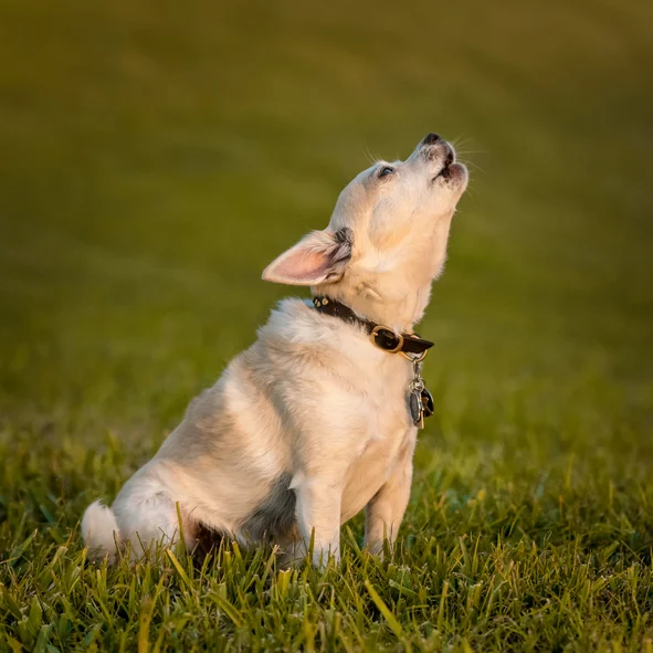 a chihauhua sits on a grassy field and howls.