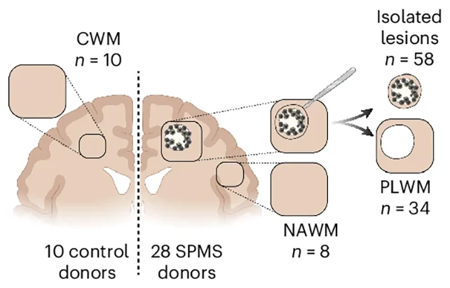 Brain tissue samples