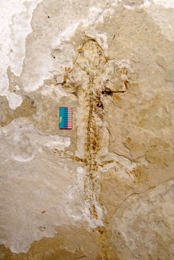 The skeleton of subadult Ambystoma quetzalcoatli. Image credit: Jorge A. Herrera-Flores & María Patricia Velasco-de León, doi: 10.26879/1644.