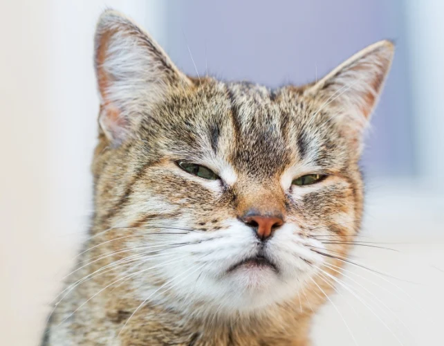 Cat looking suspicious