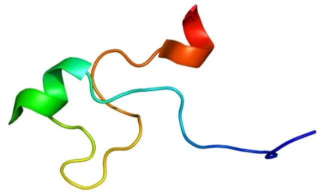 An Andy-Aging Protein May Eventually Help Reverse Some of The Effects of Aging