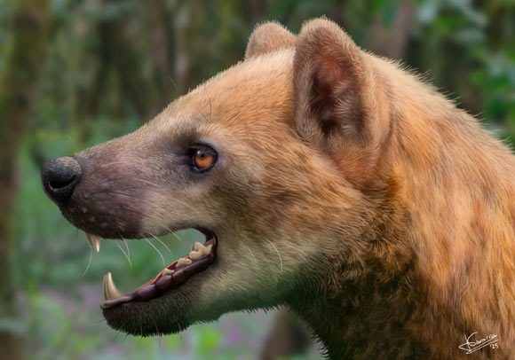 Paludocyon moyasolai. Image credit: Jesús Gamarra.