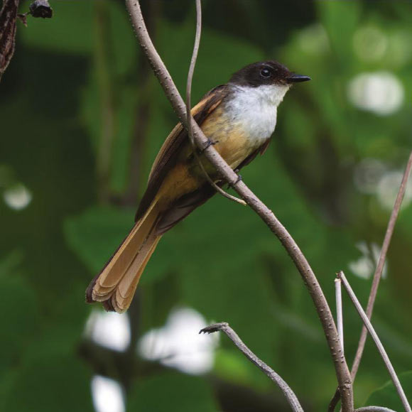 The cheerful fantail (Rhipidura laguceria) in November 2022. Image credit: James A. Eaton.